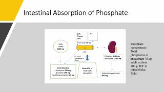 Phosphorus Part 2 Phosphate Homeostasis 1 [upl. by Cranford220]