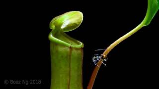 Time Lapse  Nepenthes kills an ant [upl. by Imalda]