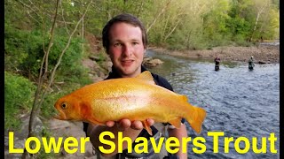 Trout Fishing West Virginias Lower Shavers Fork [upl. by Garcia]