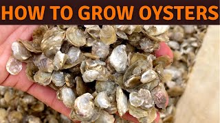 How and Why Do Oysters Make Pearls [upl. by Hullda509]