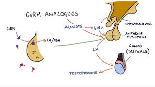 How do GnRH analogues work Zoladex Prostap and other GnRH analogues [upl. by Hulen]