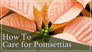 How To Care for Poinsettias  Poinsettia Care Guide  Poinsettia Care Tips  Poinsettias 101 [upl. by Leihcim]