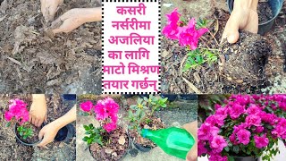 Azalea plant को सठिक माटो मिश्रण कसरी तयार गर्नु मसिना बिरूवा र भरखर सरेको cutting लाई कसरी रोप्नु [upl. by Nonez733]