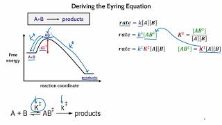 Derivation of the Eyring Equation [upl. by Aryajay]