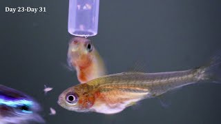 Rummy Nose Tetra Fry Growth Timelapse [upl. by Kceb]