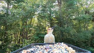 Tufted Titmice Redbellied Woodpecker [upl. by Irej]