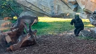 El Bebe Gorila se Asusta de los Monos Mangabey en el Bioparc Valencia zoo [upl. by Fiel]