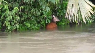 Amazonia  El Coca  Ecuador 2016 [upl. by Secor407]