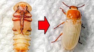 Mealworm Pupa to Beetle Time Lapse [upl. by Llimaj]