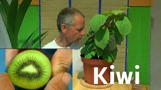 Kiwi vom Samen zur Pflanze [upl. by Tergram]