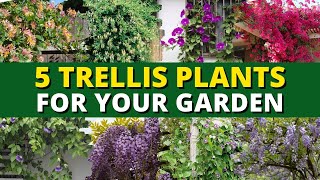 5 Perfect Trellis Plants For Your Garden 🍃  Garden Trends 👍 [upl. by Noda]