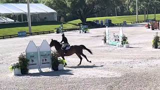 Major Star 1st Place 7 Year Old HITS Ocala March 21 2024 [upl. by Phail904]