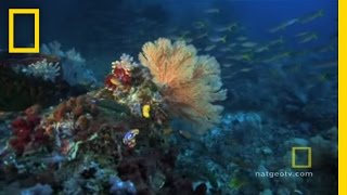 Great Barrier Reef  Exploring Oceans [upl. by Claudian]