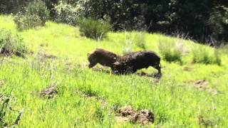 Wild Boars Fighting Full Video [upl. by Aneroc606]