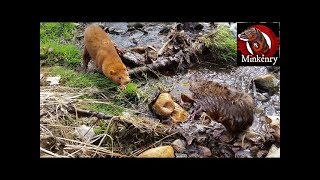 My CRAZY mink Washushe VS a MEAN muskrat [upl. by Eicnahc]