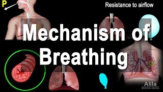 Mechanism of Breathing Animation [upl. by Jentoft589]