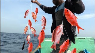 RED SNAPPER FISH CATCHING VIDEOS [upl. by Teddman]