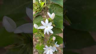 Jasminum multiflorum  कुंद plant flowers [upl. by Yhtomot357]