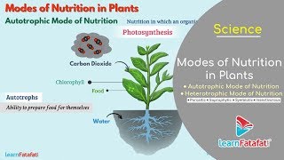 Nutrition in Plants Class 7 Science  Modes of Nutrition in Plants  Autotrophic and Heterotrophic [upl. by Joni397]