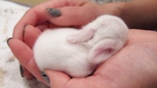 Newborn Baby Bunnies Snuggle and Sleep [upl. by Putnem]