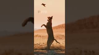 Caracal snatches a Bird Midair with an Incredible Jump animals caracal wildlife [upl. by Aztin]