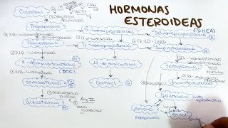 Síntesis de hormonas esteroideas aldosterona cortisol DHEA androstenediona testosterona estrogenos [upl. by Tikna]