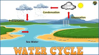 Water Cycle  Water Cycle for Kids  Process of Water Cycle  What is Water Cycle [upl. by Iatnohs]