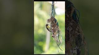 Mother Birds Ingenious Nest Building Techniquesbirds birdsnest birdsnesting [upl. by Omsoc]