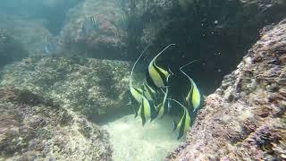 Moorish Idol Dance [upl. by Hoashis]