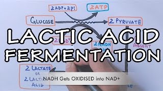 Lactic Acid Fermentation  Detailed [upl. by Irving]