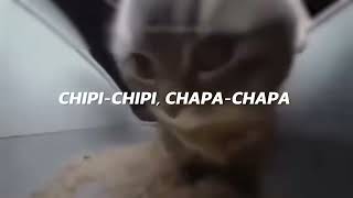 chipi chipi chapa chapa dubi dubi daba daba Christell  Dubidubidu LETRA [upl. by Guidotti]