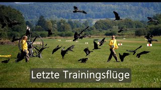 Letzte Trainingsflüge der Waldrappe Neues von den Waldrappen Teil 5 [upl. by Nysila]