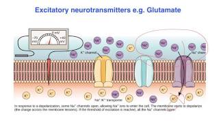 Excitatory vs inhibitory effects of Neurotransmitters  VCE Psychology [upl. by Akinam]