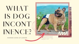 What is dog 🐶 incontinence [upl. by Alis]