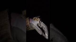 Nathusius pipistrelle bat at Walthamstow Wetlands London [upl. by Silvio]