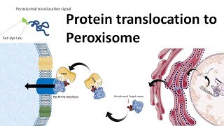 Protein transport to peroxisome [upl. by Ispep]