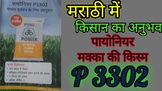 Ad Marathi  pioneer Maize Hybrid P 3302 वि मराठी में पायोनियर की मक्का की उन्नत किस्म पी 3302 [upl. by Guinevere]