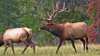 Very Active Elk Bull with His Harem During the Elk Rut [upl. by Arlin]