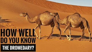 Dromedary  Description Characteristics and Facts [upl. by Larisa911]