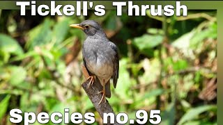 Tickells ThrushNear my surrounding area Few months ago video Eaglenest Wildlife Sanctuary 🙏🫣 [upl. by Nirre]