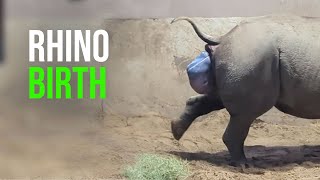 The Heartwarming Moment A Rare Baby Rhino Is Welcomed Into The World Is Captured By Zookeepers [upl. by Kathlin]