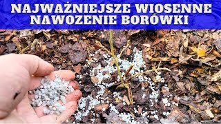 Jak kiedy nawozić borówki wiosną [upl. by Krischer880]