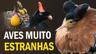 TOP 12 AVES mais ESTRANHAS do mundo  2  Planeta Aves [upl. by Ailimat]