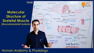 Skeletal Muscles Molecular structure and Functions  Musculoskeletal System Part 3 [upl. by Andaira]