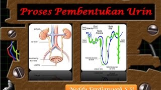 Proses Pembentukan Urin [upl. by Rivard258]