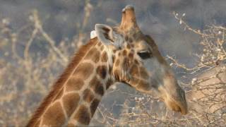 Bildershow vertontNamibia vom Erongogebirge bis zum Waterberg [upl. by Marguerie172]