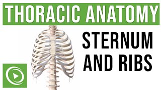 Thoracic Anatomy Complete Guide to Skeleton Sternum amp Ribs  Lecturio Medical [upl. by Mosenthal]