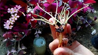 How to grow Oxalis Purple Love Plant [upl. by Ettenad]