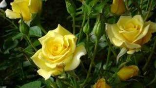 Bobby Darin and Marty Robbins 18 Yellow Roses [upl. by Bencion]