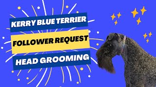 Kerry Blue Terrier Head amp Face Grooming Tutorial [upl. by Donata1]